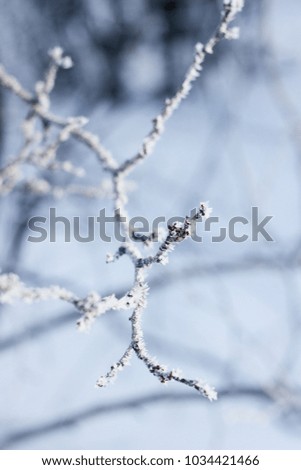 Closeup macro tree's brunches with frozen snow. Winter abstract background. Rime nature.