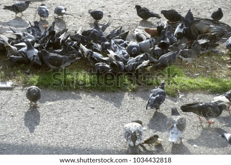 A flock of birds, pigeons on a city street. Summer background 