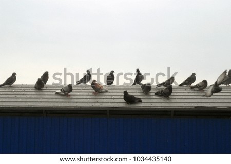A flock of birds, pigeons on a city street. Summer background  