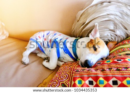 Blurred picture of small cute dog sleeping comfortable and lying down on colorful pillow and sofa in the house with space for text and design. Concept be used for present healthy dog in pet clinic.