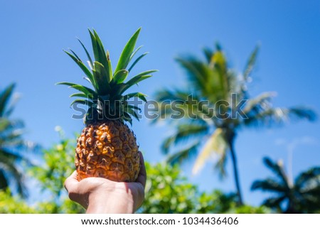 Bright picture of a male hand holding a pineapple on a tropical blurry background with a blue sky, palm trees and lush vegetation