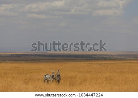 Group of zebras is standing in dry grass savannah. It is a good pictures of wildlife. Photos made with short distance and excellent light.