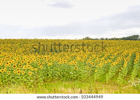 Field of sunflowers near Cuiseaux (Saone-et-Loire, Burgundy, france) at summer