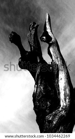 Picture in black and white of a lightning struck tree. Dry tree with sky black and white photo.