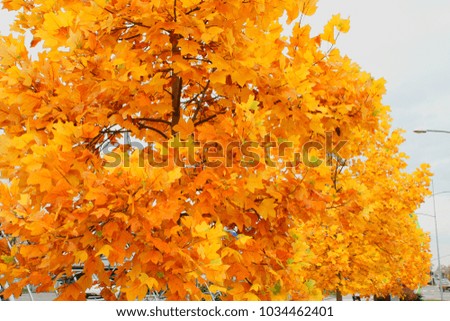 Autumn colors on the city tree