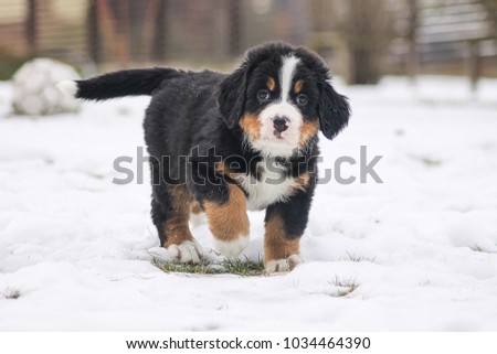 Bernese mountain puppy playing outside in the snow.