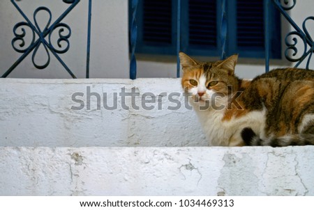 Beautiful cat in Tinos island, Cyclades, Greece.