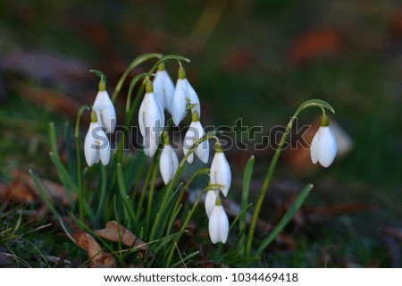 First spring snowdrops in  a city park. Close up