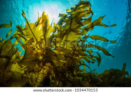 Forest of Seaweed