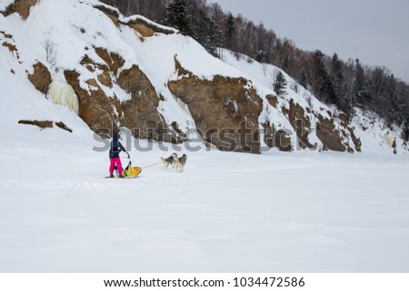 Two Siberian Husky dogs are pulling a sledge with a girl on the snow of the Okhotsk sea