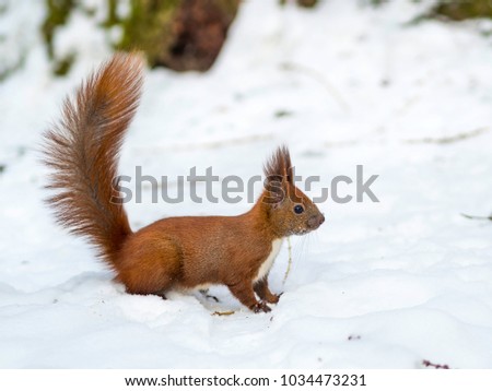A Eurasian red squirrel playing in the snow in Lviv, Ukraine