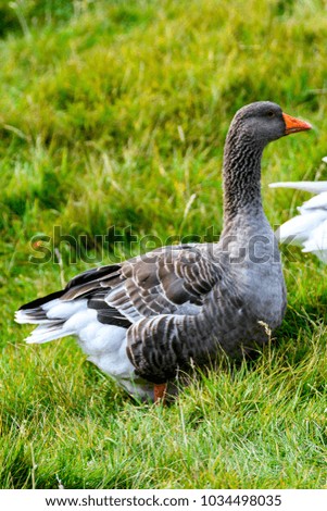 Duck on the grass, Faroe Islands.