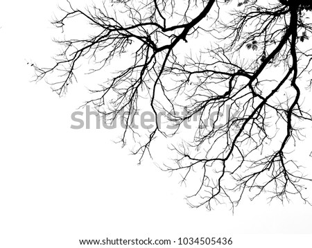 branch of tree silhouette on white background Royalty-Free Stock Photo #1034505436