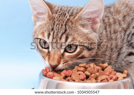 The cat is dry food. on a blue background