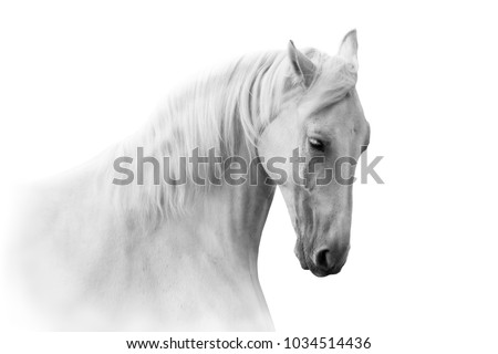 White horse portrait in motion isolated on white
