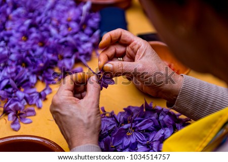 Field of saffron, process and manipulation Royalty-Free Stock Photo #1034514757