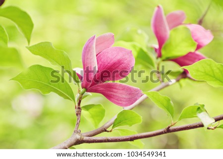 Macro of purple magnolia bud in botanical garden