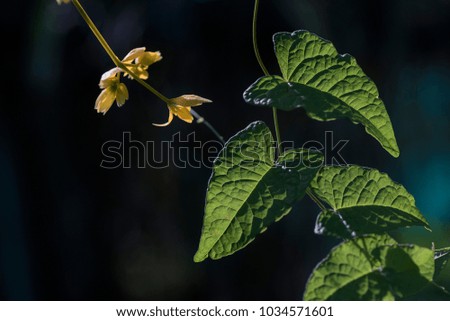 Closeup photo of green leaves  and small yellow flower against sun in dark background. shallow dept of field.
