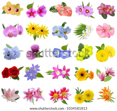 Flower bouquet: seasonal Flowers isolated