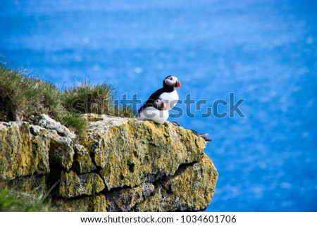 Two puffins sitting on the cliffs of Latrabjarg, Iceland