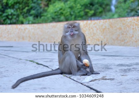 Monkeys are eating food.