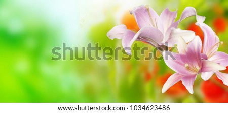 Spa Flowers border. Orchids blooming tropical flower border art design. Beautiful Exotic backdrop, wide angle banner format with space for your text
