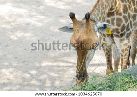 Giraffe eating grass.