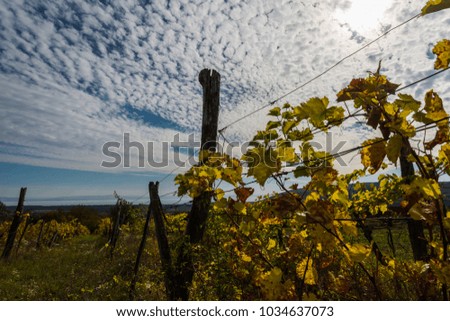 Magical grape fishes on the hillside vineyards.
Abandoned vineyard with clouds and wonderful panorama on lake. 