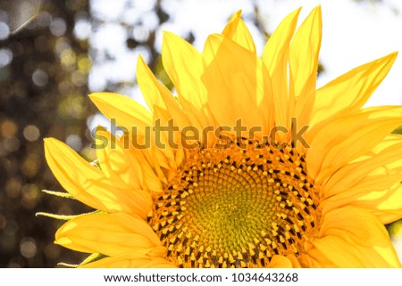 Yellow sunflower. Sunflowers in the sun. The picture is in contour.