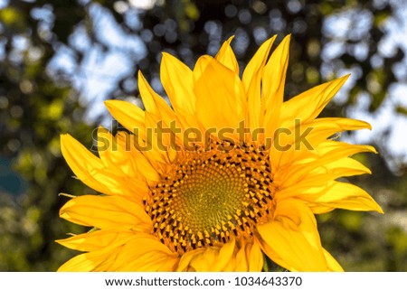 Yellow sunflower. Sunflowers in the sun. The picture is in contour.