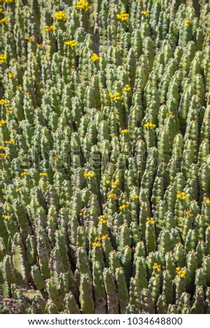 Flowering cacti in the park of Barcelona