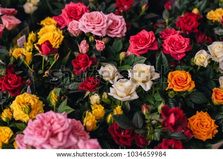 Rose Background. Colorful rose wall background with different types of roses.