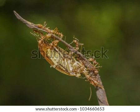 Soft focus a group of worker Weaver ant (Oecophylla smaragdina) or Green Ant hunting a cockroach on dry branch with green nature blurred background.