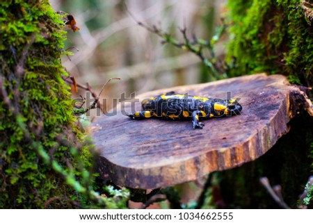View of the fire salamander in its habitat