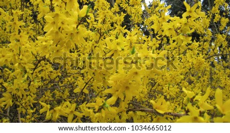 macro photo with decorative bright background texture yellow flowers shrub forsythia intermedia Lynwood for garden landscape design, as a source for prints, design, advertising, decor, interiors