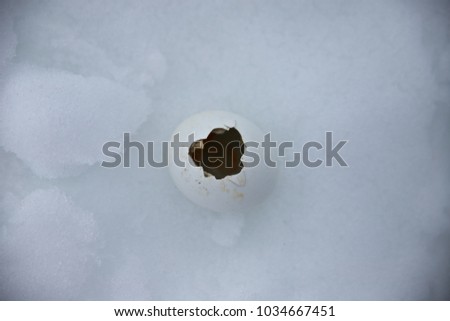 broken penguin egg shell, antarctica