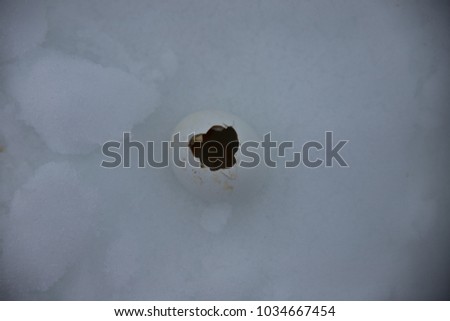 broken penguin egg shell, antarctica