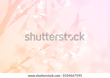 Sweet pink and yellow color beautiful sakura flowers in pastel color for nature background.