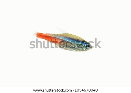 Aquariumfish White Background