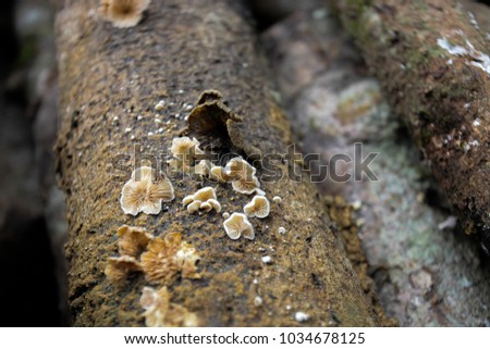the scientific name of this musrooms is schizophyllum commune mushrooms on fallen tree branch.