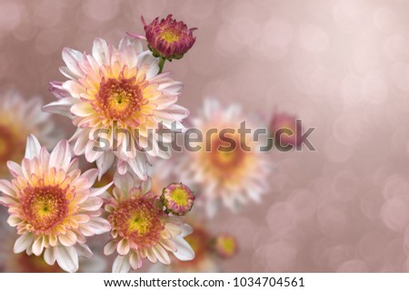 Brilliant pink and yellow Chrysanthemums and orange center with light purple outer colors on the petals in a faded pink bokeh background.