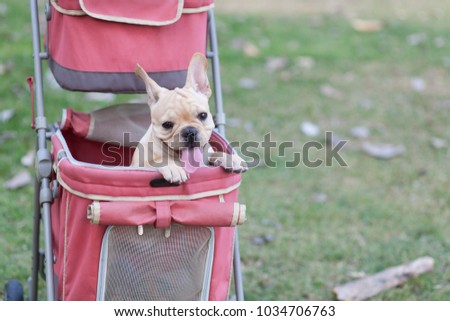 french bulldog puppies in pink pet stroller at a park.