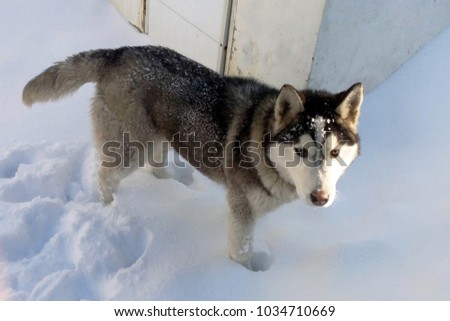 Husky dog purebred in the snow in sunny weather in winter