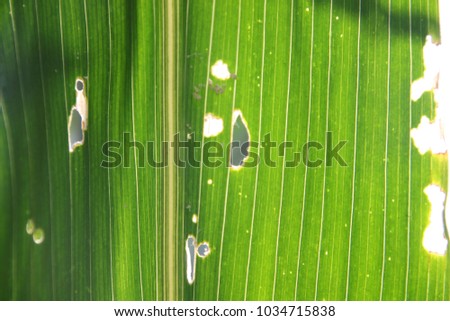 Maize leaf damage by worm, biotic stress.