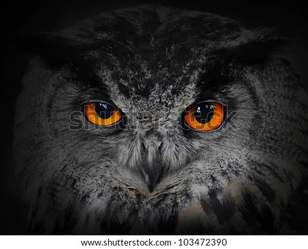 The evil eyes. ( Eagle Owl, Bubo bubo). Royalty-Free Stock Photo #103472390