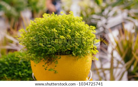 green flower in a yellow pot