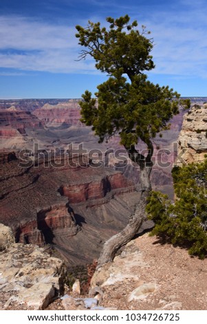 gnarled pine tree at a viewpoint over the immense south rim of the grand canyon, arizona, from the yavapai trail Royalty-Free Stock Photo #1034726725