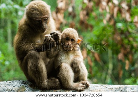 Cute monkey.animal love,nature