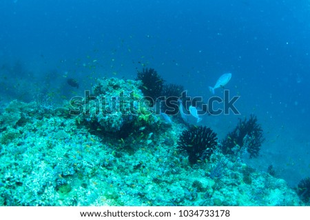 Beautiful black coral, Maldives.