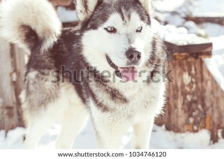 Wolf husky portrait in winter snow